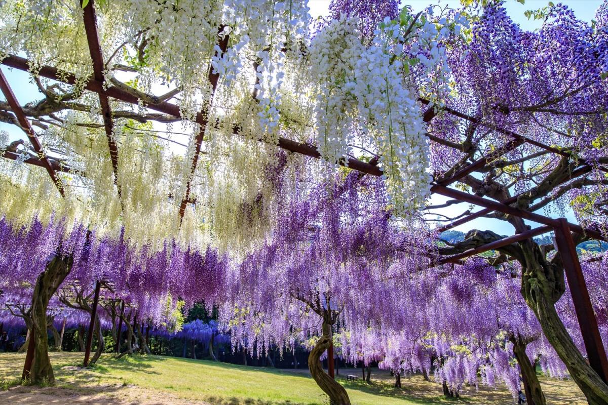 藤公園 観光スポット 岡山観光web 公式 岡山県の観光 旅行情報ならココ