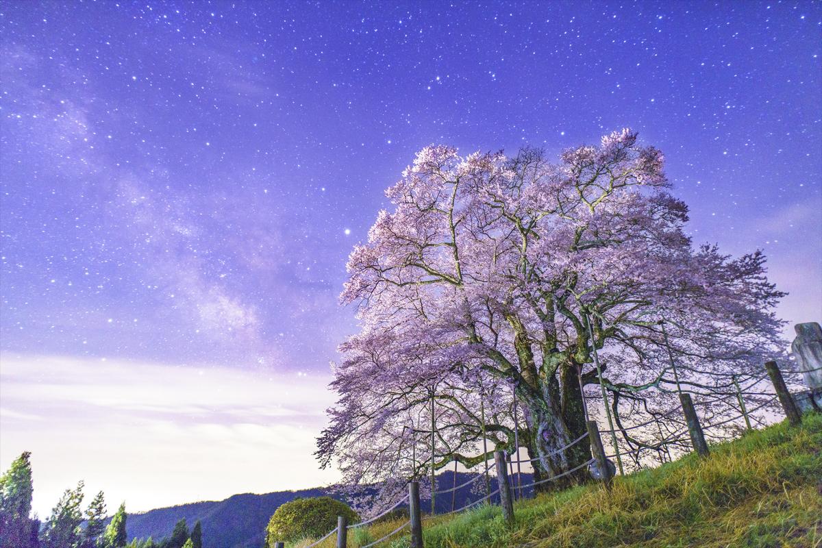 岡山の醍醐桜
