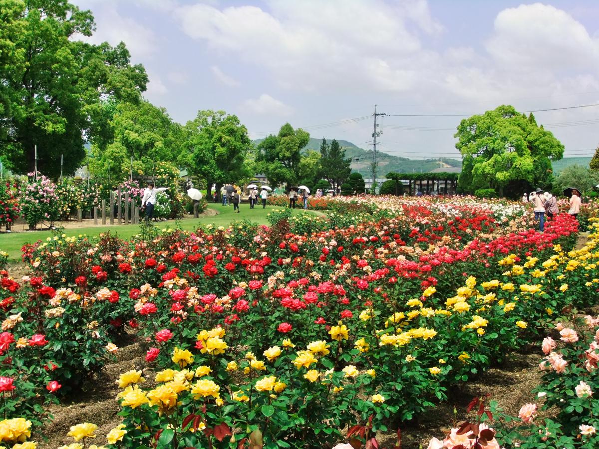 Rskバラ園 春のバラまつり イベント 岡山観光web 公式 岡山県の観光 旅行情報ならココ