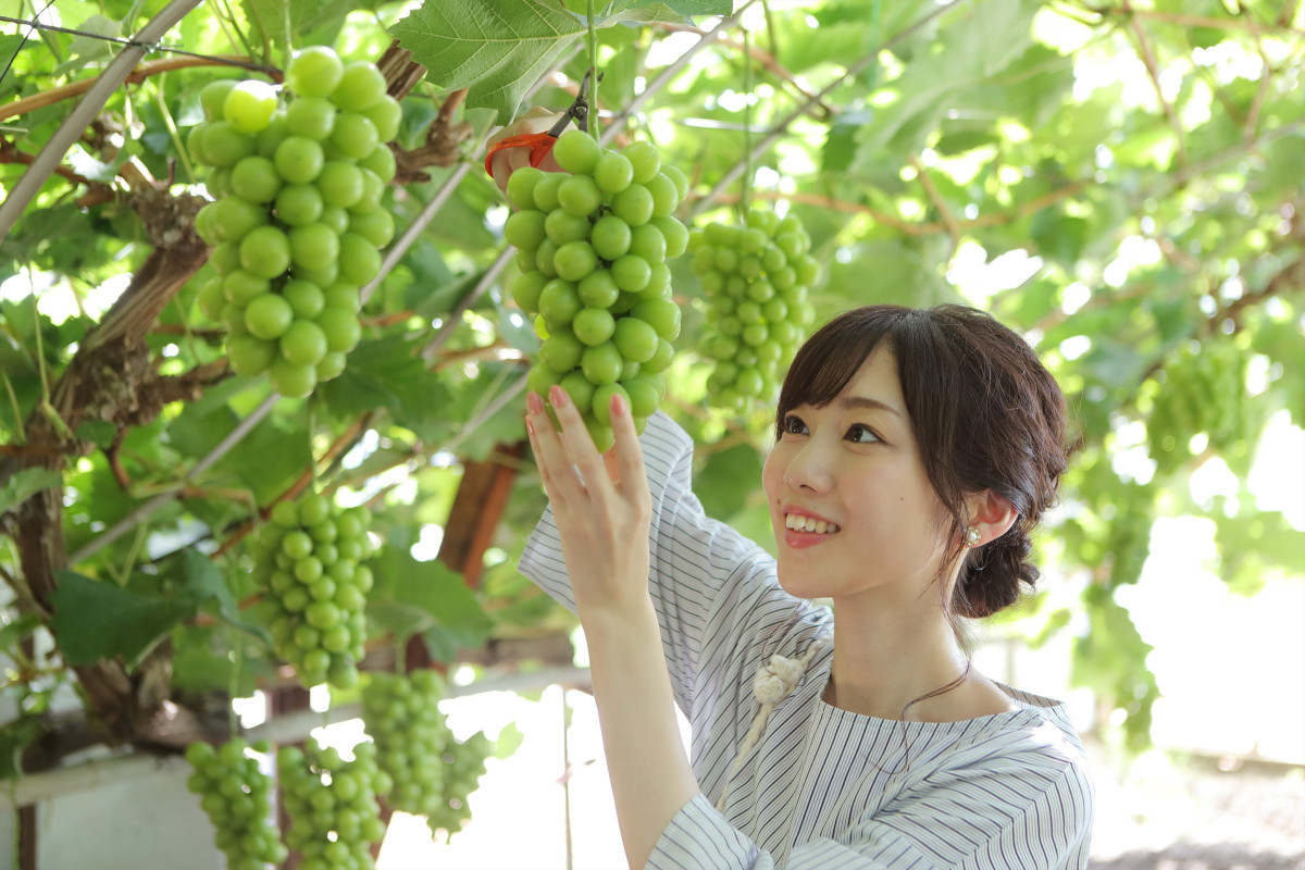 おかやまマスカット狩りバス 観光キャンペーン19 おかやま果物時間 イベント 岡山観光web 公式 岡山県の観光 旅行情報ならココ