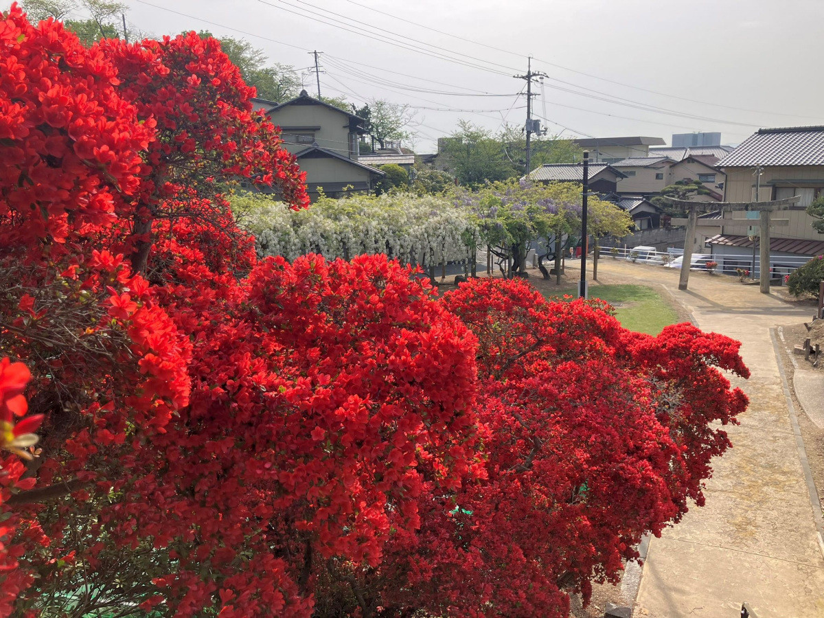 色鮮やかなツツジが楽しめるおすすめスポット7選（県南編）｜おか旅 | 岡山観光WEB【公式】- 岡山県の観光・旅行情報ならココ！