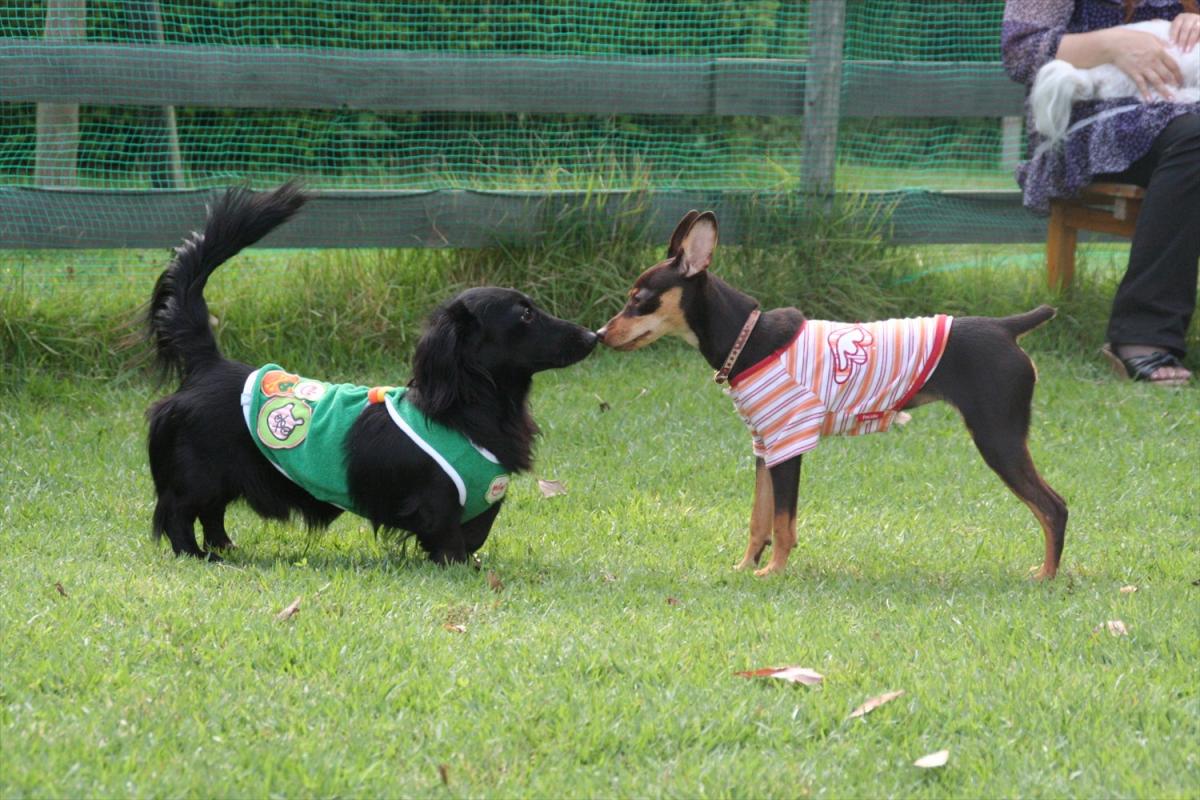 愛犬も飼い主も楽しめる 岡山の観光スポット併設のドッグラン7選 おか旅 岡山観光web 公式 岡山県の観光 旅行情報ならココ