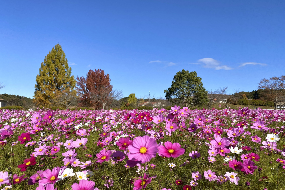 岡山のコスモス畑へ出かけよう! 秋を彩る花畑7選