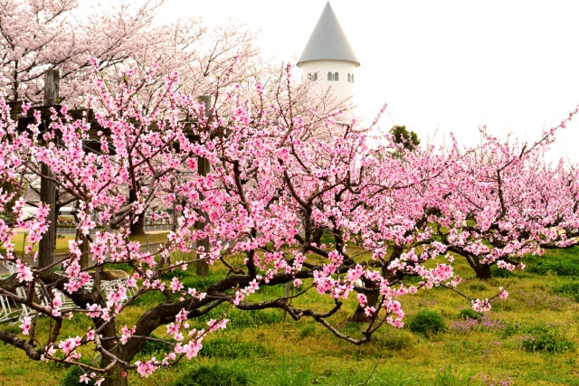 桜も桃も楽しめる!花いっぱいのサウスビレッジと周辺お花見スポット!
