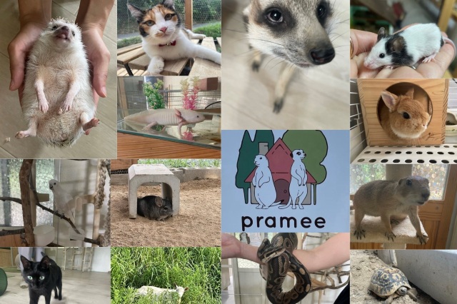 津山市の「動物のおうち PRAMEE(プレミー)」は、たくさんの動物と触れ合えるお店!