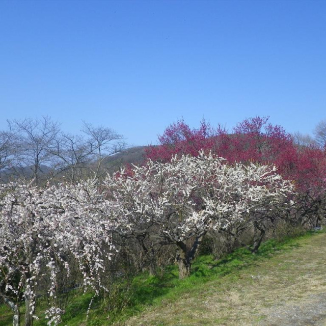 岡山市半田山植物園