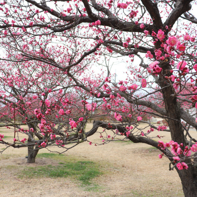 神崎梅園