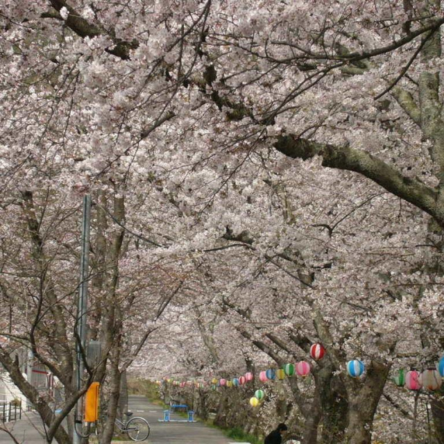 かながわ桜並木