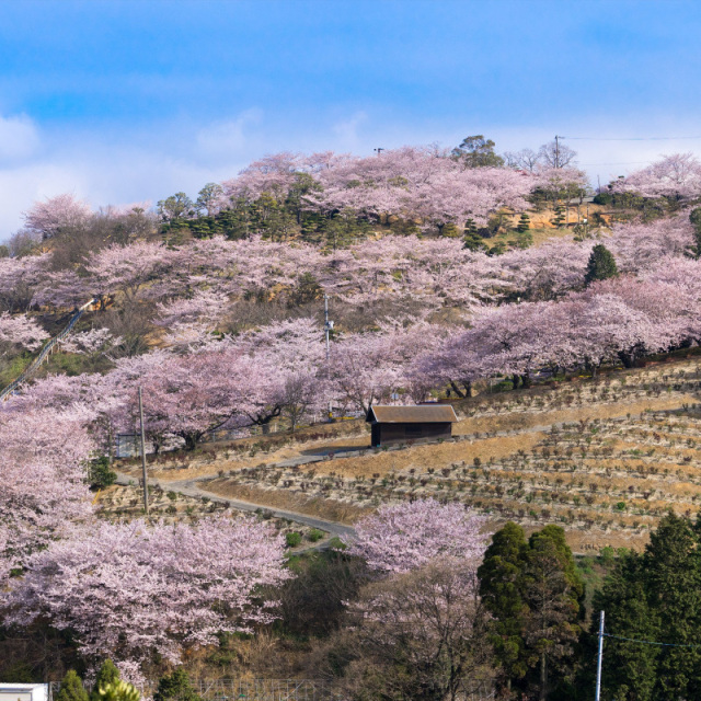種松山公園西園地