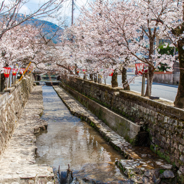 紺屋川美観地区