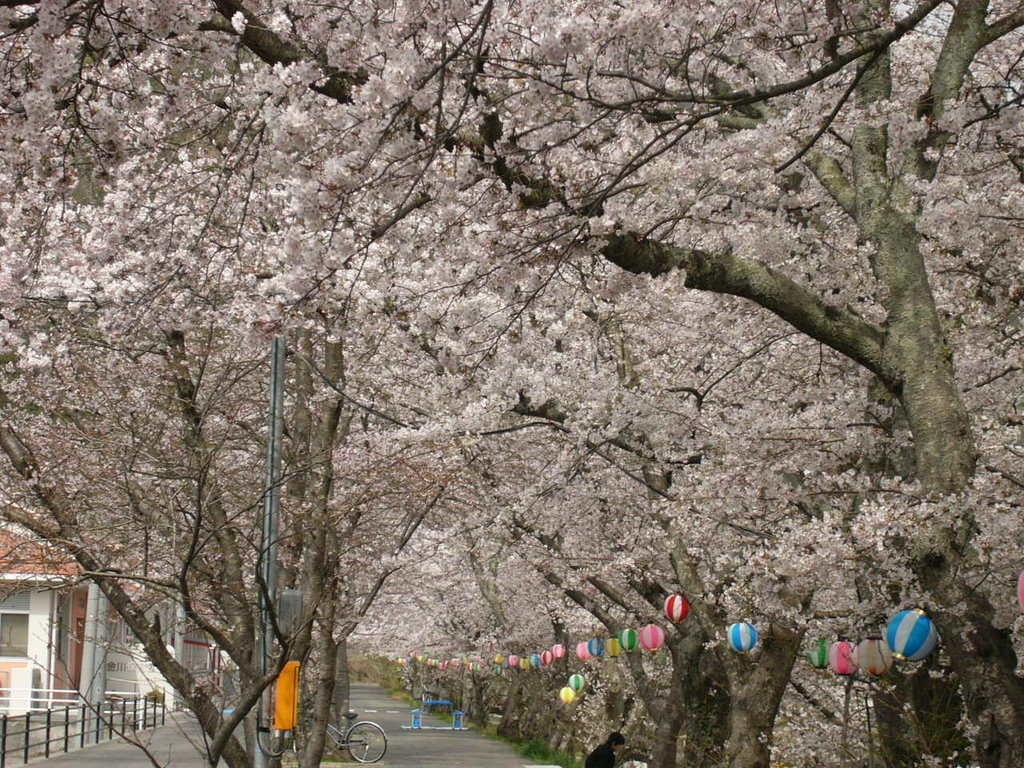 かながわ桜並木