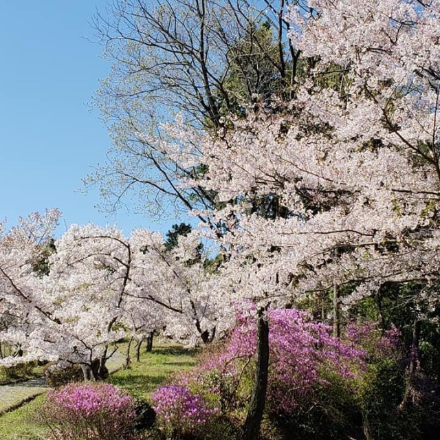 由加山桜園地