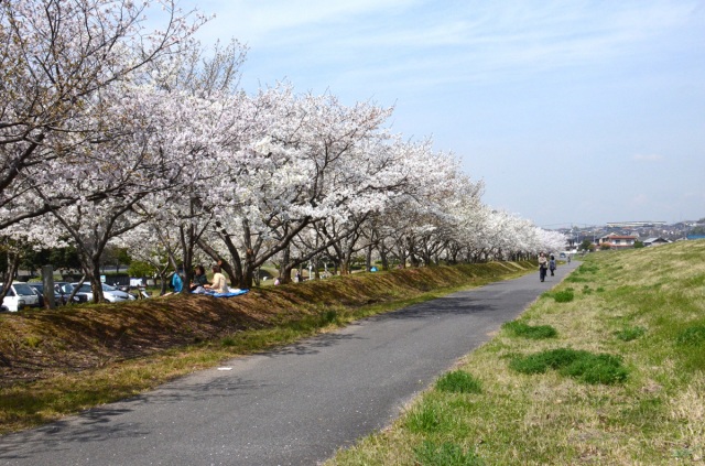 かさおか太陽の広場 千本桜