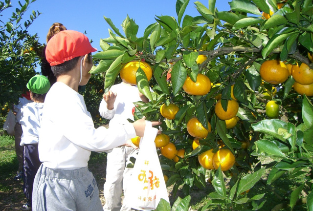 黒井山みかん狩り