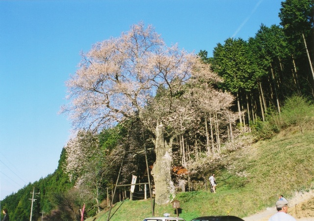 岩井畝の大桜