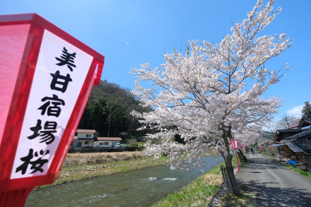 美甘宿場桜