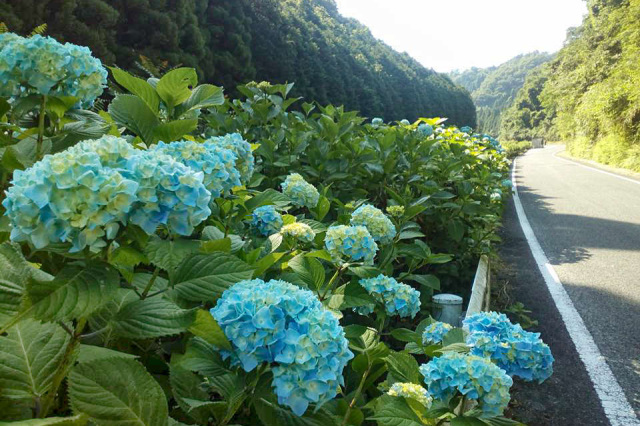 大山あじさいロード