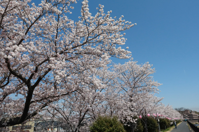 里見川沿いの桜並木