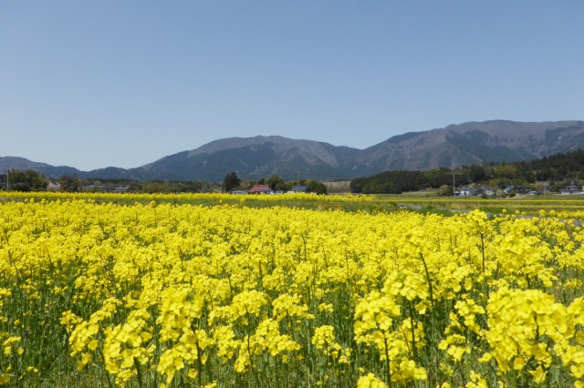 菜の花(滝本地区)