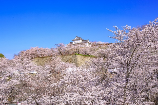 【2026年】津山さくらまつり