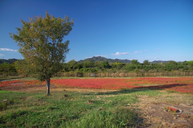 【2025年】アッケシソウ祭り