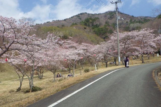 【2026年】声ヶ乢桜まつり