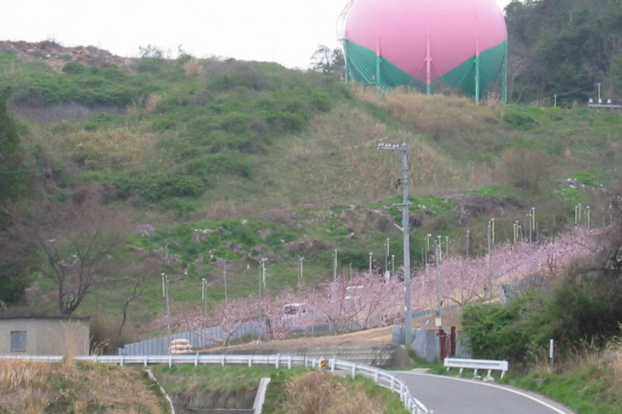 日本一の巨大桃