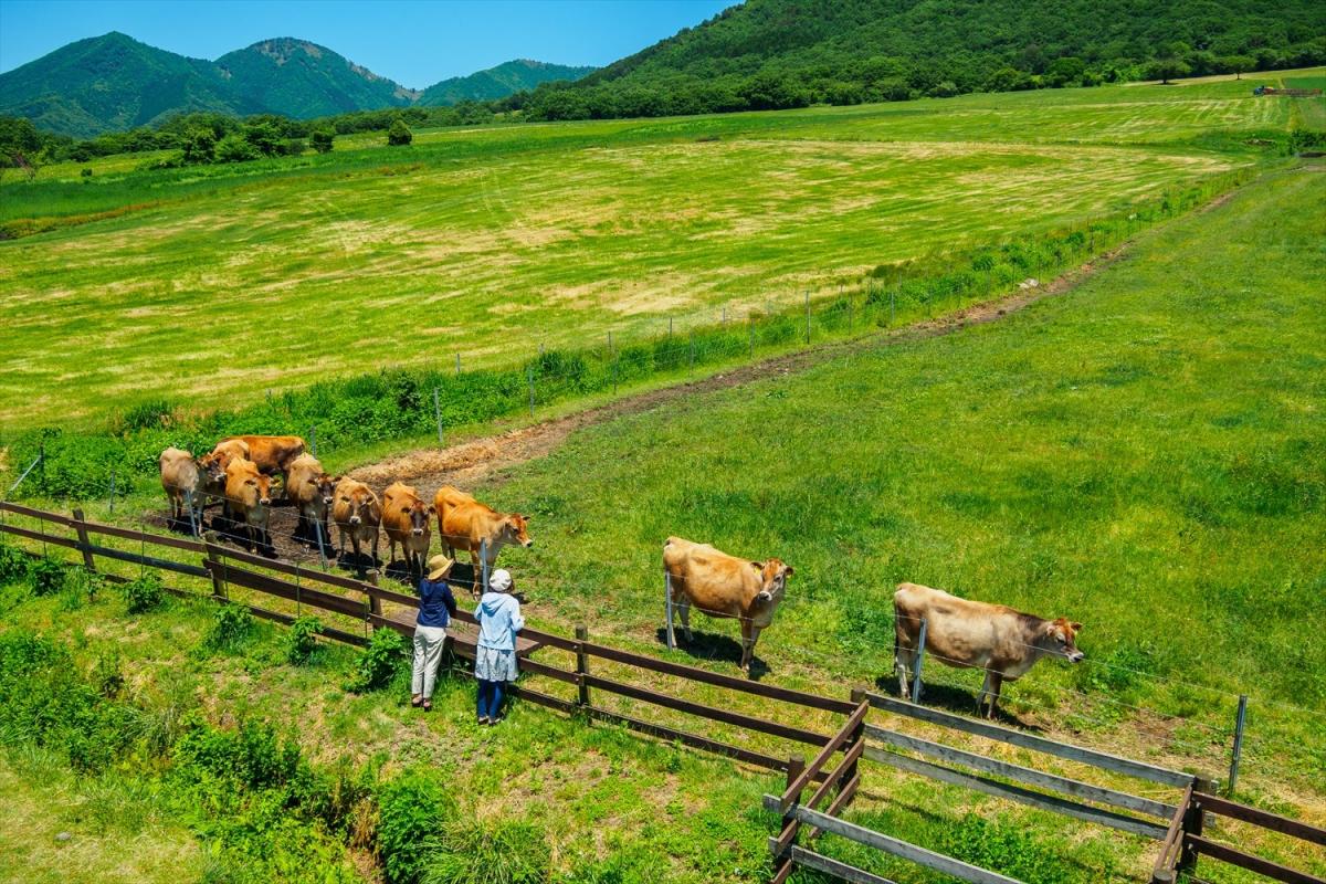 蒜山高原 観光スポット 岡山観光web 公式 岡山県の観光 旅行情報ならココ