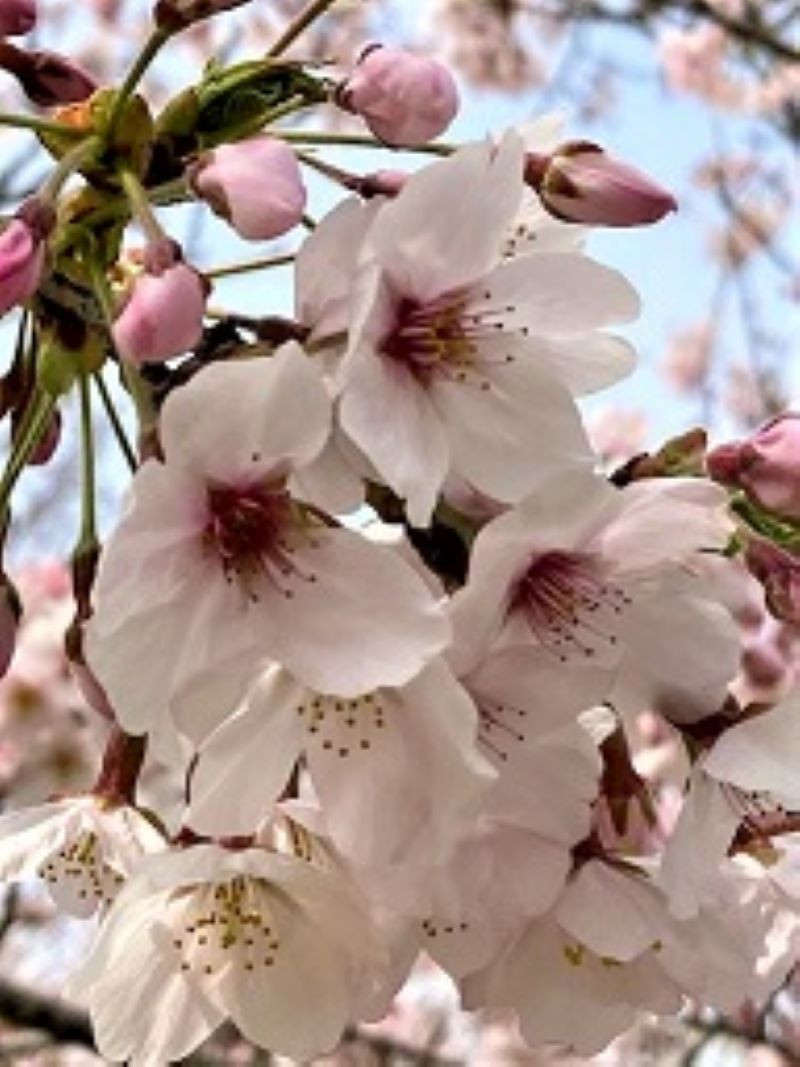 桜