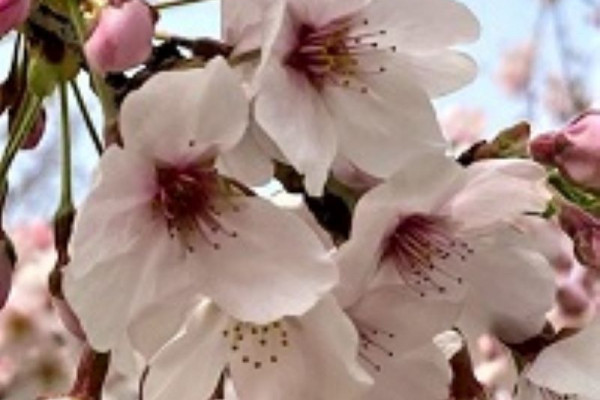 桜