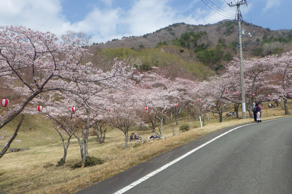 声ヶ乢桜まつり