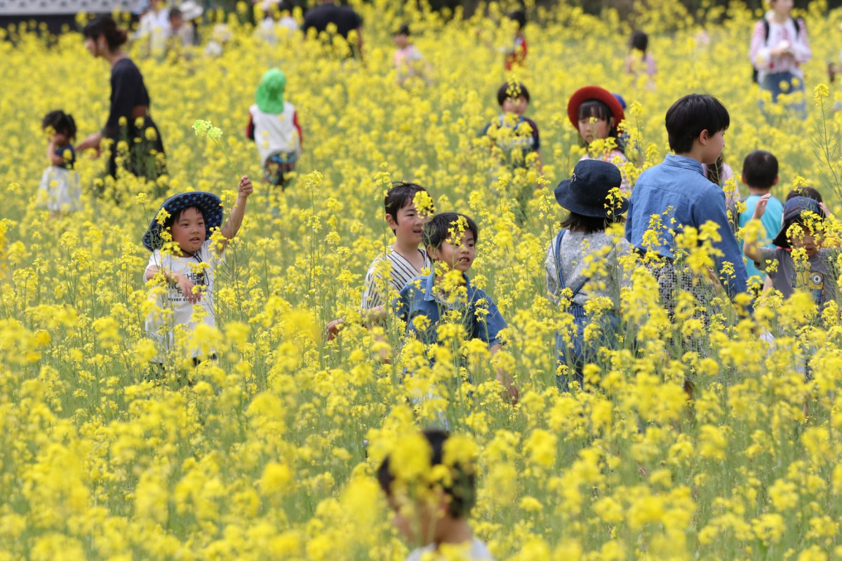 奈義町菜の花まつり 2025