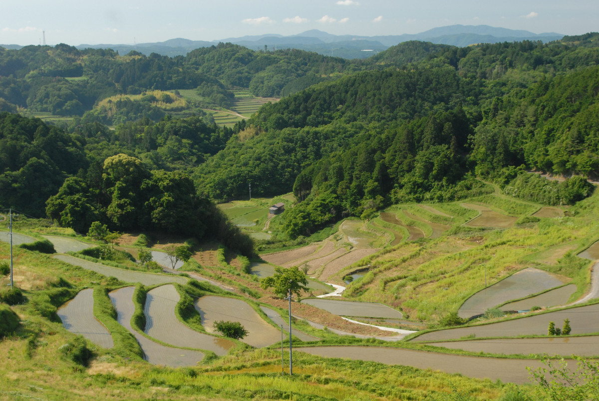 水田風景