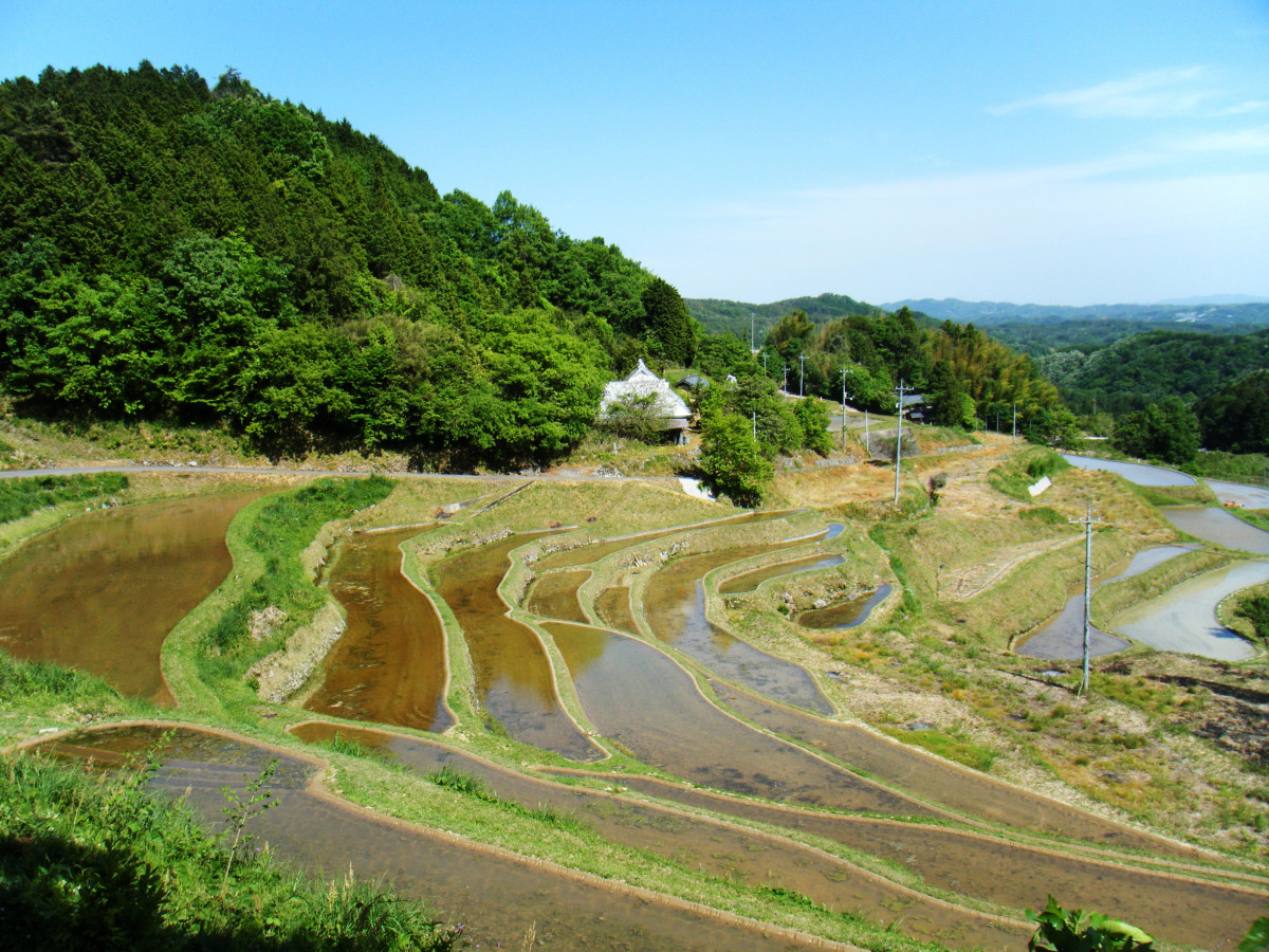 水田風景