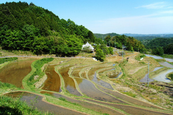 水田風景