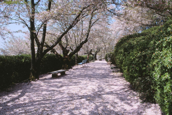 半田山植物園の桜