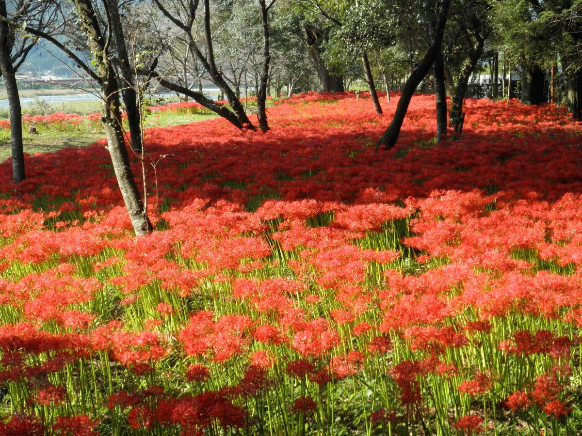 川東公園の彼岸花