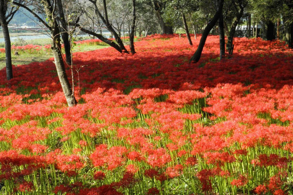 川東公園の彼岸花