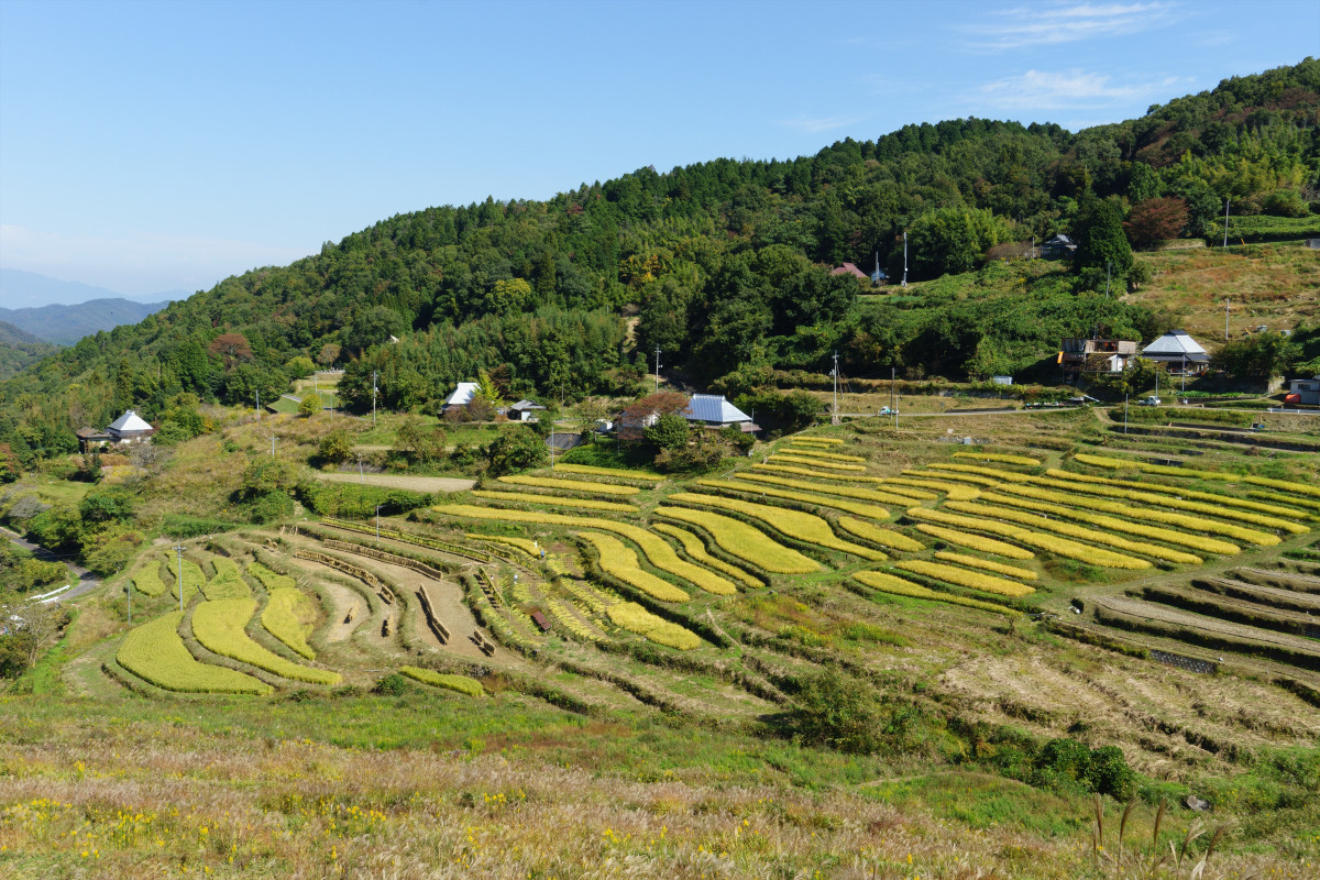 上山の棚田