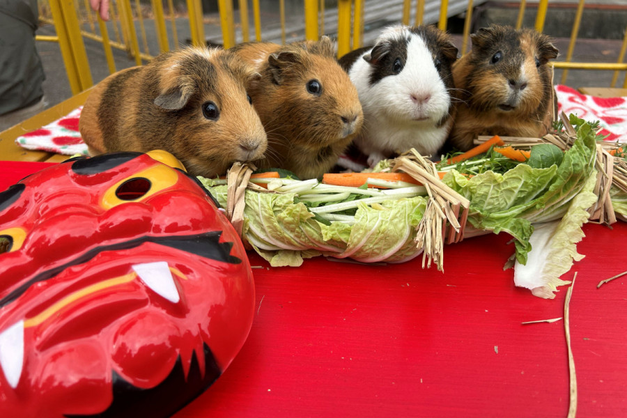 池田動物園　動物たちに恵方巻のプレゼント