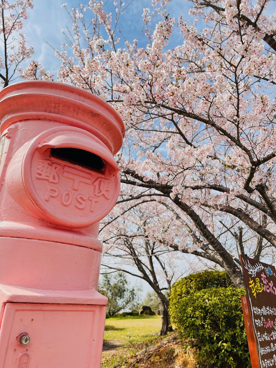 桜