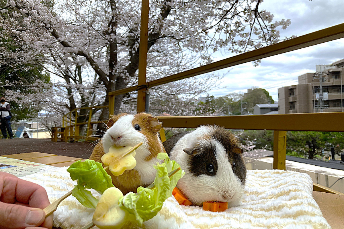 池田動物園　モルモットとお花見