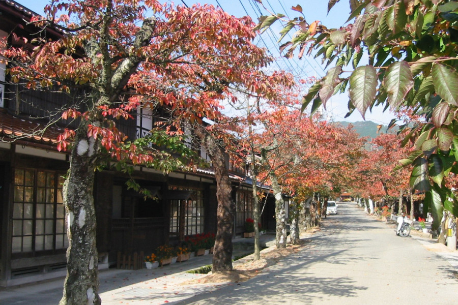 がいせん桜通り