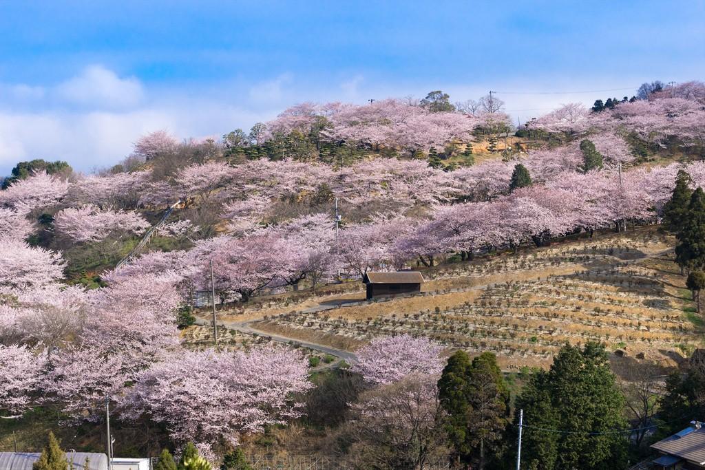 種松山公園西園地 観光スポット 岡山観光web 公式 岡山県の観光 旅行情報ならココ