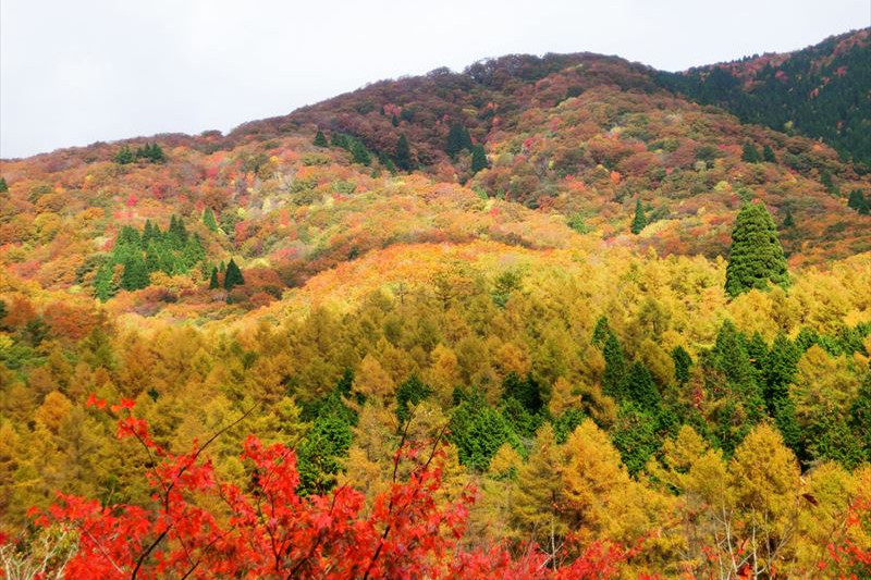 岡山県立森林公園