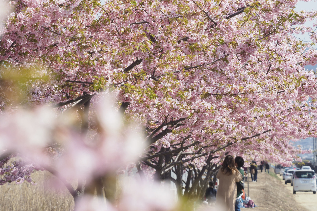 2025 河津桜花見会（児島湖花回廊）