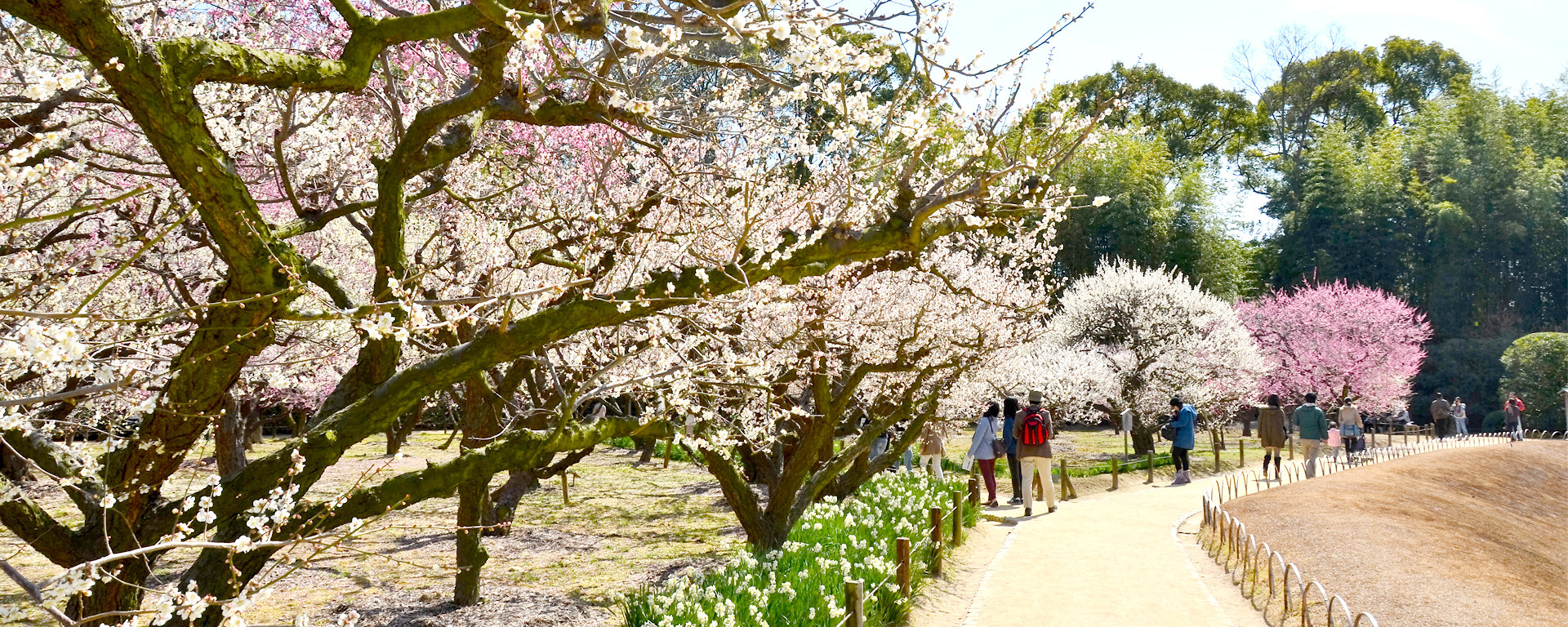 梅の開花情報