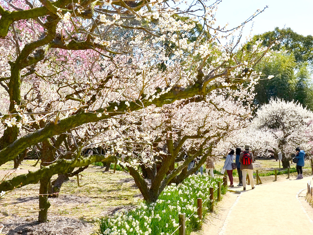 梅の開花情報