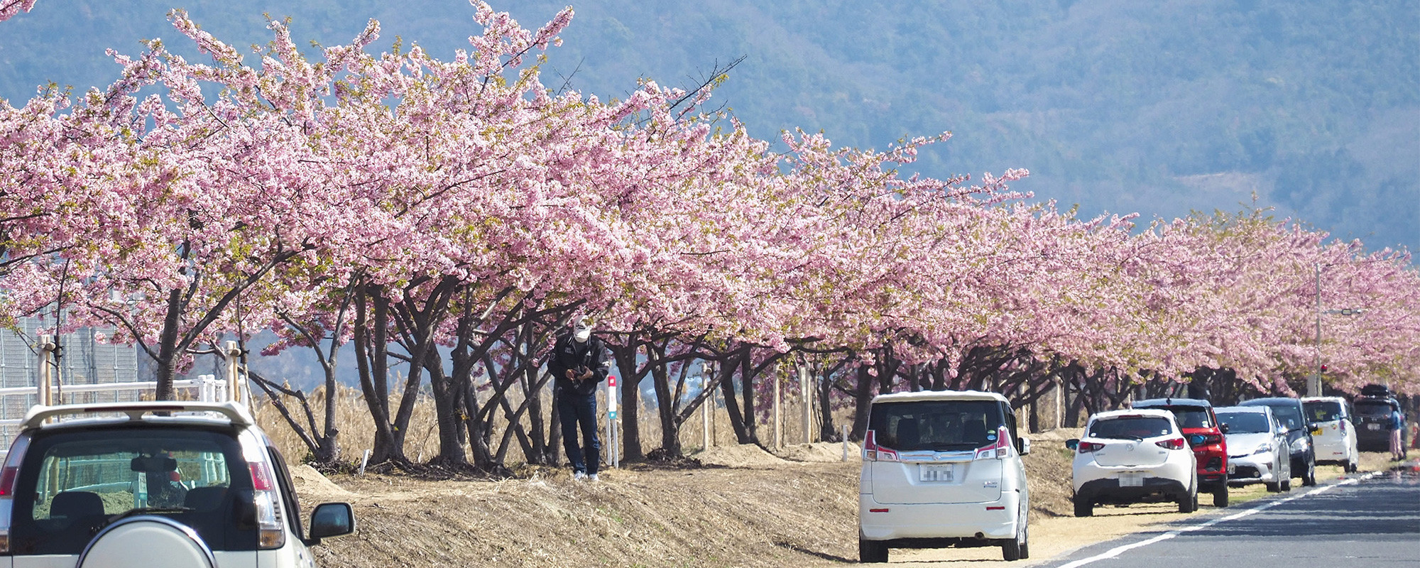 河津桜