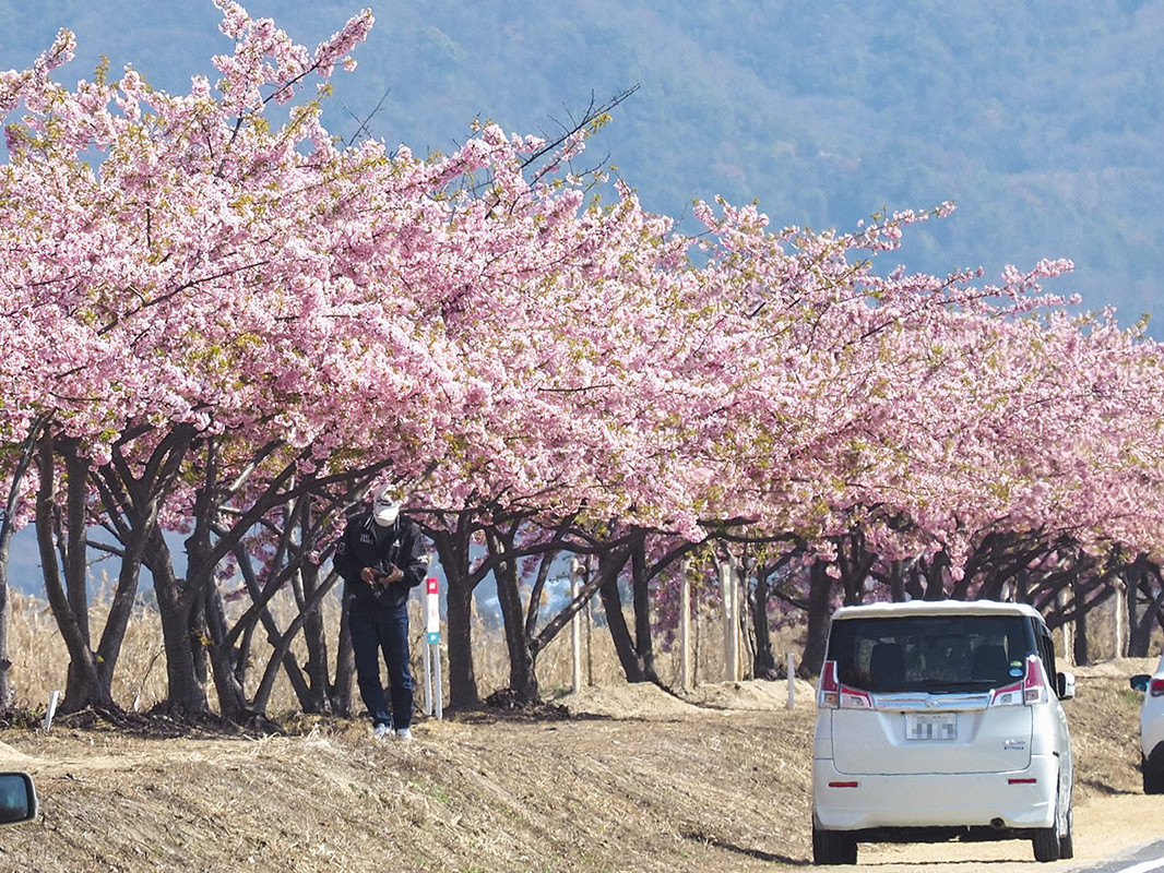 河津桜